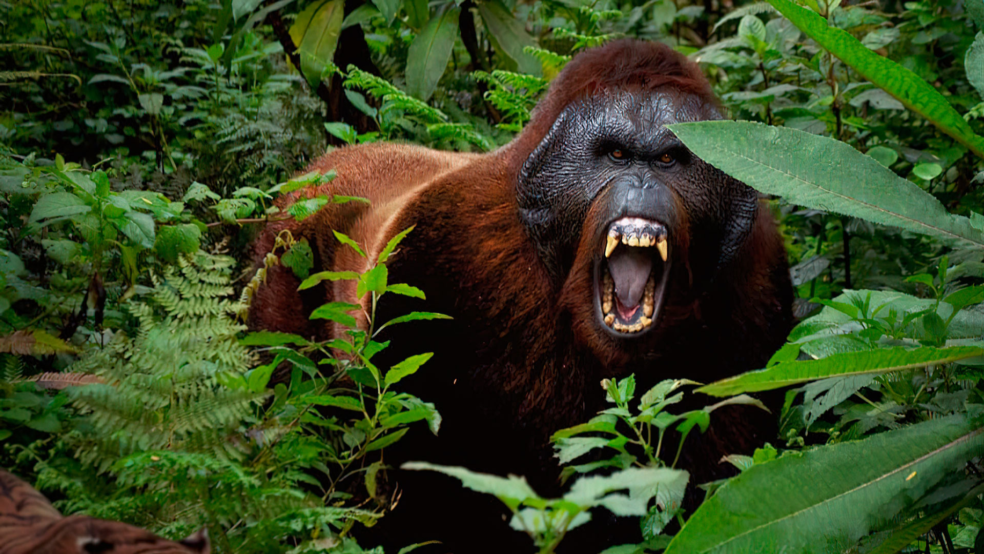 Гигантопитек. Гигантопитек Блэки. Gigantopithecus. Древняя горилла. Гигантопитеки вымершая.