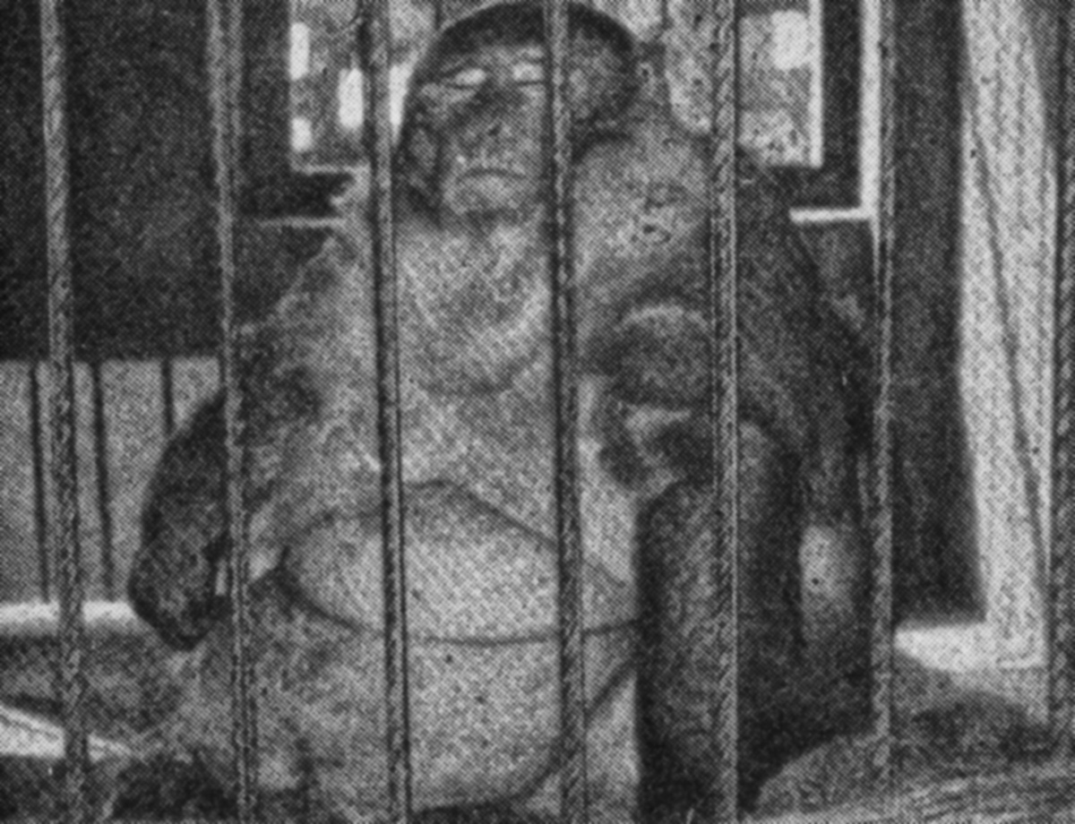 Bauwa, l’impressionante macaco gigante di Janaki.