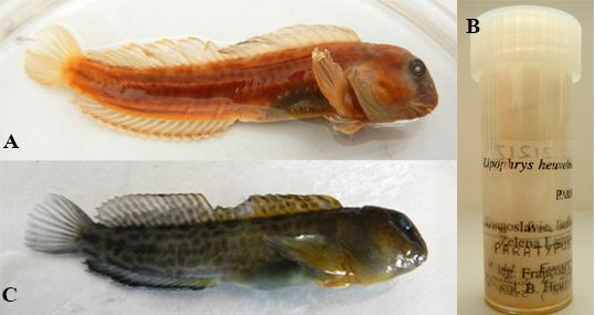 A: il blennide di Heuvelmans e (B) il contenitore che l'ha custodito per trent'anni. C: esemplare maschio di gote gialle usato per comparazione (fotografia di Francesco Tiralongo).