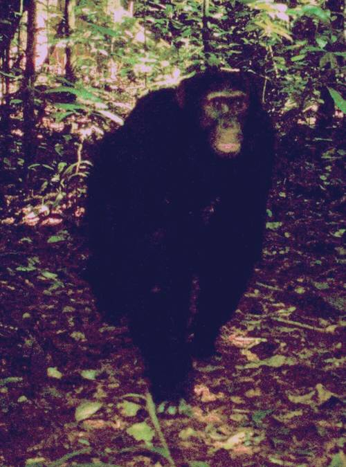 La prima immagine di uno scimpanzè gigante di Bili nel suo habitat (fonte Karl Ammann)