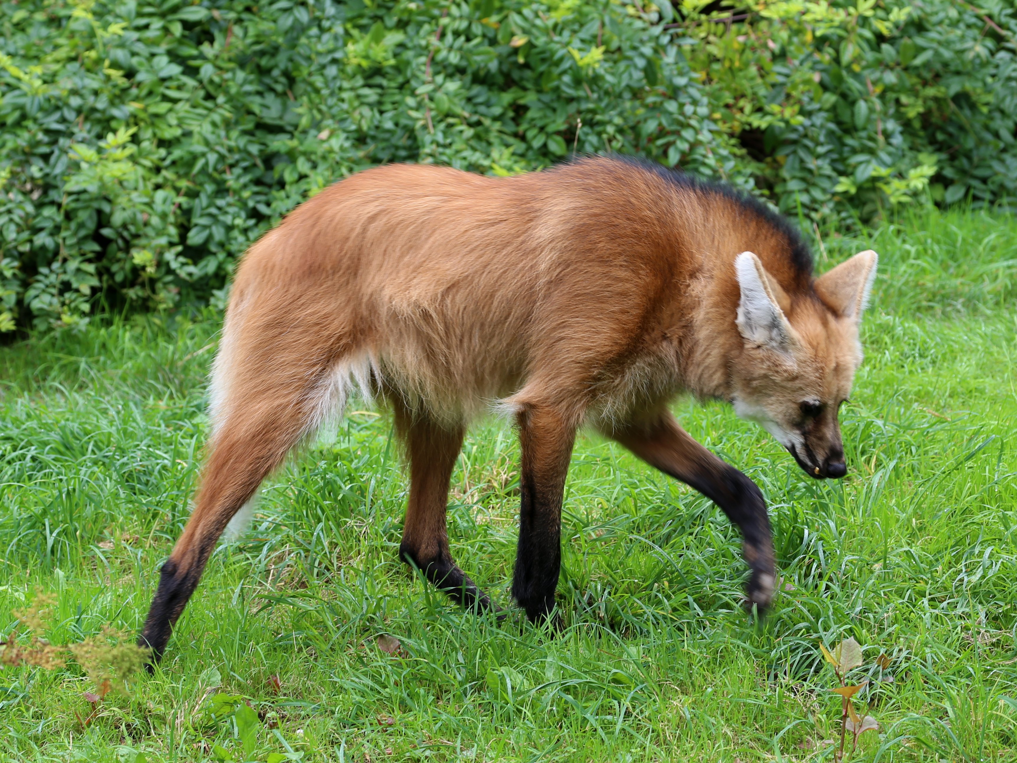 Le lunghe zampe del crisocione gli permettono di muoversi più agevolmente tra l'erba alta tipica del suo habitat.