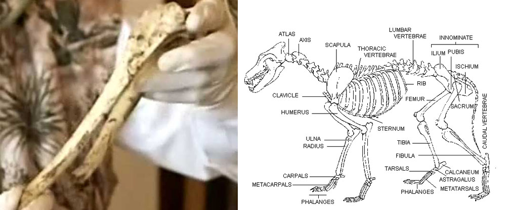 L'omero del "chupacabras" era più corto del femore (sinistra), condizione tipica di ogni canide (destra)