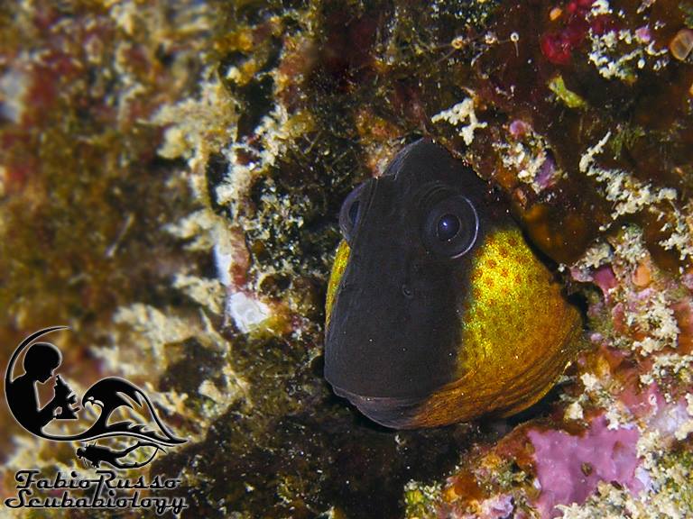 Una bavosa gote giallo maschio nella livrea nuziale. Questa colorazione è molto simile alla descrizione originale del "blennide di Heuvelmans"