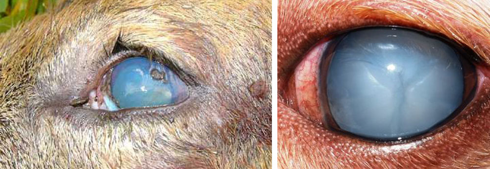 Occhio di capriolo dopo la morte (sinistra) e cataratta in un cane ancora in vita (destra)