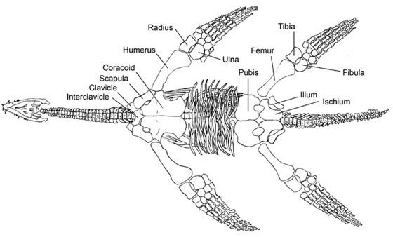 Scheletro di plesiosauro