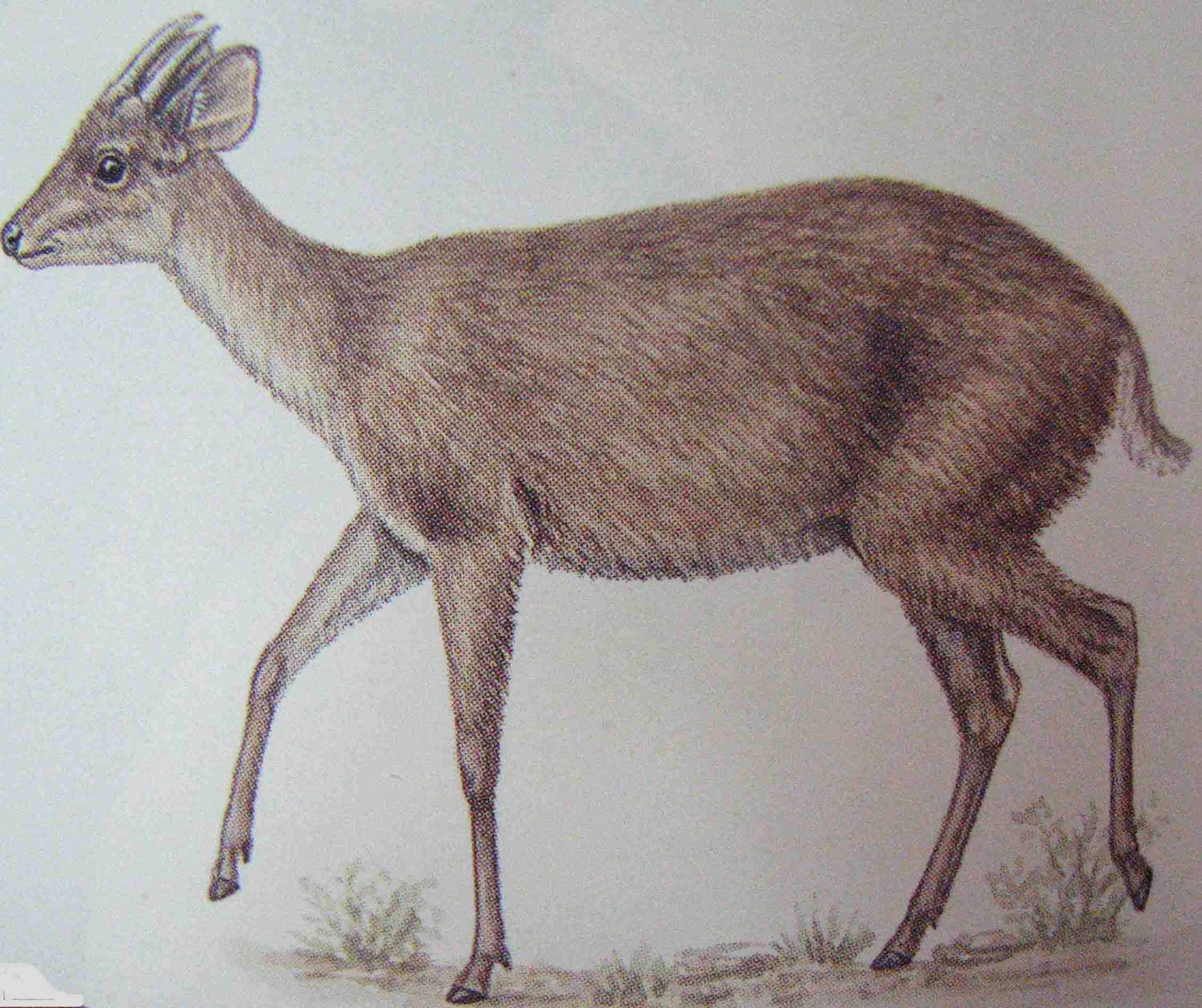 Il mazama bianco, disegnato da Roosmalen in seguito ad avvistamenti in natura