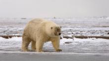 Un presunto ibrido tra grizzly e orso polare fotografato in natura