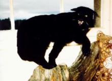 un gatto bizzarro ucciso in Scozia nel 1983