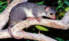 opossum dalla coda a scaglie (Wyulda squamicaudata)