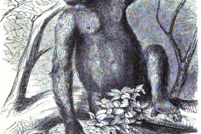 Il kooloo-kamba, da un'illustrazione di Paul du Chaiullu
